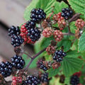 BLACKBERRY THORNLESS seed image