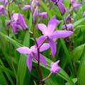 BLETILLA STRIATA seed image