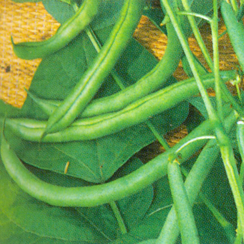BEAN BLUE LAKE seed image