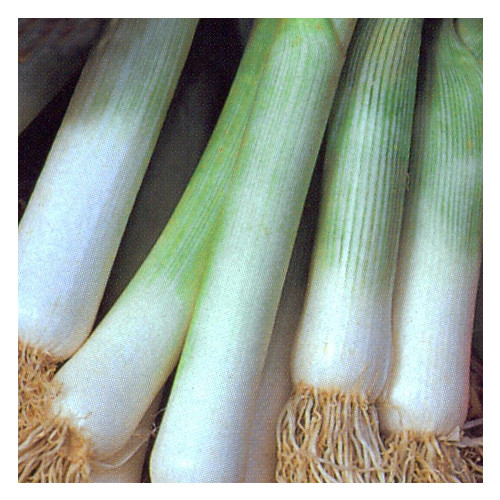 LEEK BLUE SOLAISE seed image