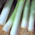 LEEK BLUE SOLAISE seed image