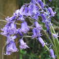 BLUEBELL - HYACINTHOIDES NON-SCRIPTA seed image