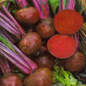 BEETROOT BOLTARDY seed image