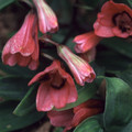 BOMAREA SALSILLA seed image
