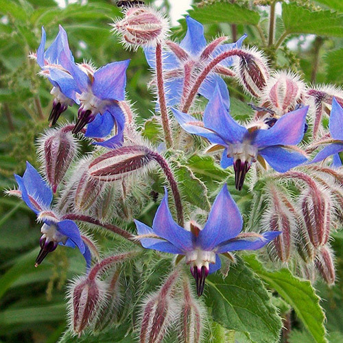 HERB BORAGE seed image