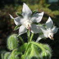 BORAGE WHITE seed image