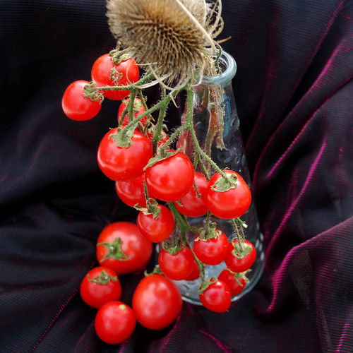 TOMATO BOUNTIFUL seed image