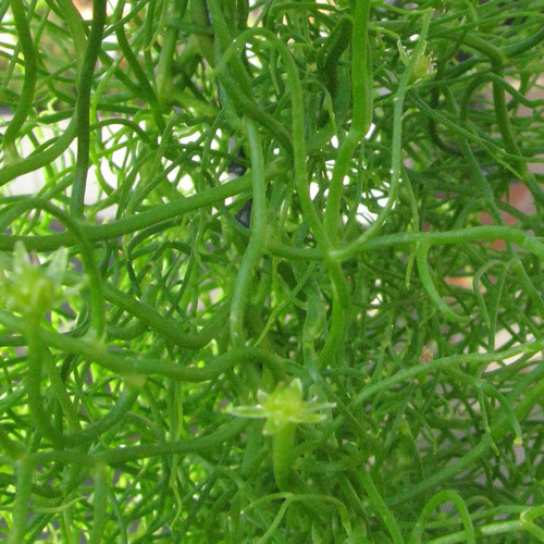 BOWIEA VOLUBILIS seed image