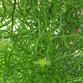 BOWIEA VOLUBILIS seed image
