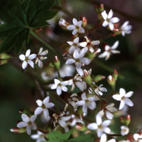 BOYKINIA ACONITIFOLIA seed image