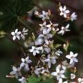 BOYKINIA ACONITIFOLIA seed image