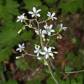 BOYKINIA OCCIDENTALIS seed image