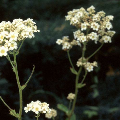 BOYKINIA ROTUNDIFOLIA seed image