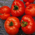 TOMATO BRANDYWINE RED seed image