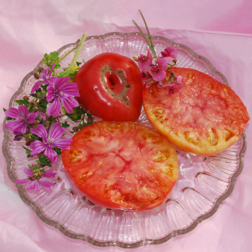 Tomato Brandywine Sudduth's Strain