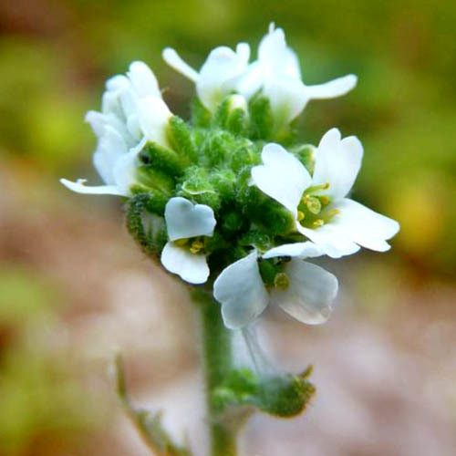 BRAYA ALPINA seed image