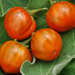 AUBERGINE BRAZILIAN OVAL ORANGE seed image