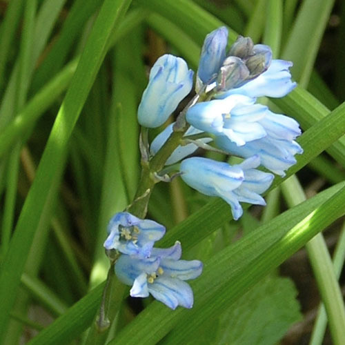 BRIMEURA AMETHYSTINA seed image