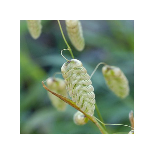 BRIZA MAXIMA seed image