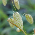BRIZA MAXIMA seed image