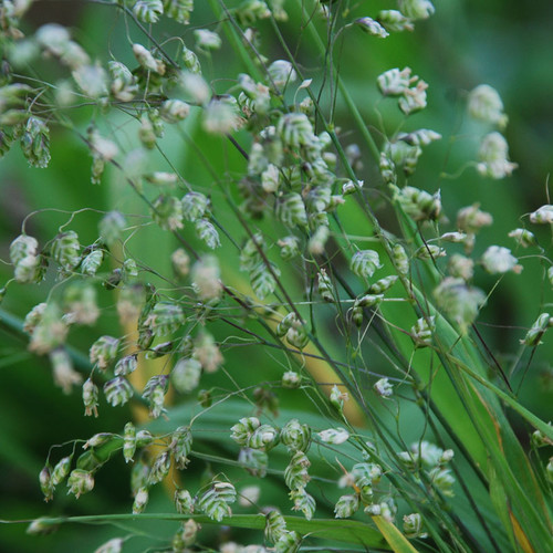 BRIZA MEDIA seed image