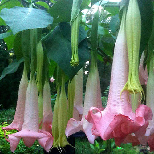 100Pcs Datura Flower Seeds Bonsai Brugmansia Suaveolens Angel Trumpets Flowers Portal Cool 21 