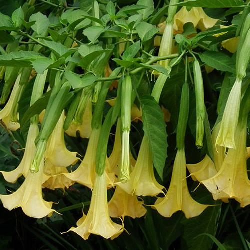 Angel Trumpet Seeds light yellow  soft scent 10 seeds Outdoors or greenhouse 