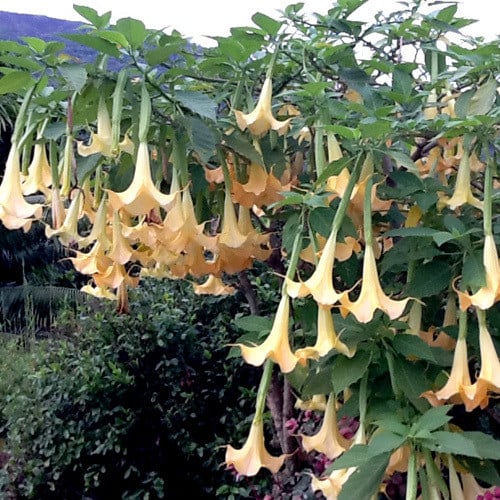 BRUGMANSIA VERSICOLOR seed image