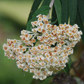 BUDDLEJA LORICATA seed image