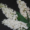 BUDDLEJA DAVIDII ALBA seed image