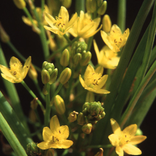 BULBINE CAULESCENS seed image