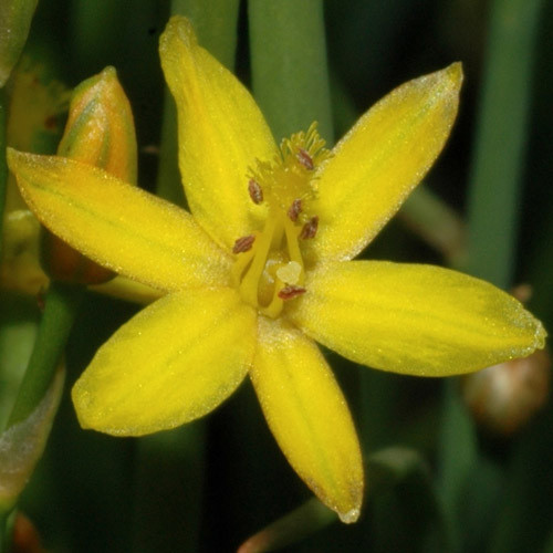 BULBINE SEMIBARBATA seed image