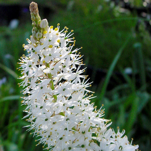 BULBINELLA CAUDA-FELIS seed image