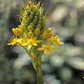 BULBINELLA GIBBSII seed image