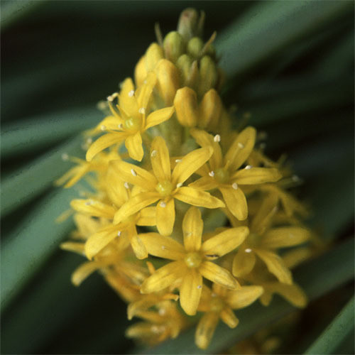 BULBINELLA HOOKERI seed image