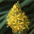 BULBINELLA HOOKERI seed image