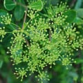 BUPLEURUM FRUTICOSUM seed image