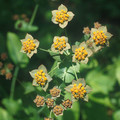 BUPLEURUM LONGIFOLIUM seed image