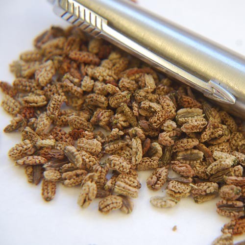 BUPLEURUM LOPHOCARPUM seed image