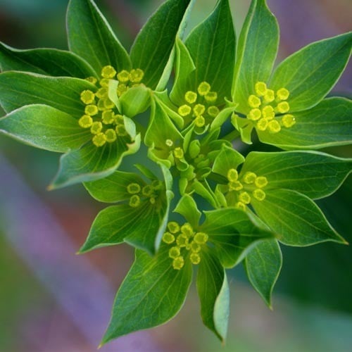 BUPLEURUM ROTUNDIFOLIUM seed image