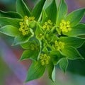BUPLEURUM ROTUNDIFOLIUM seed image