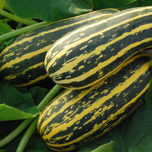 MARROW BUSH BABY F1 seed image