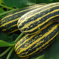 MARROW BUSH BABY F1 seed image