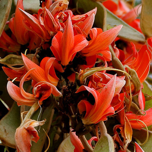BUTEA MONOSPERMA seed image