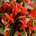 BUTEA MONOSPERMA seed image