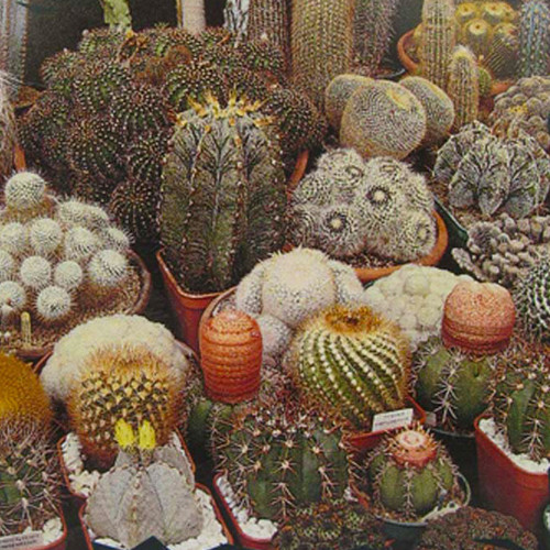CACTUS MIXED seed image