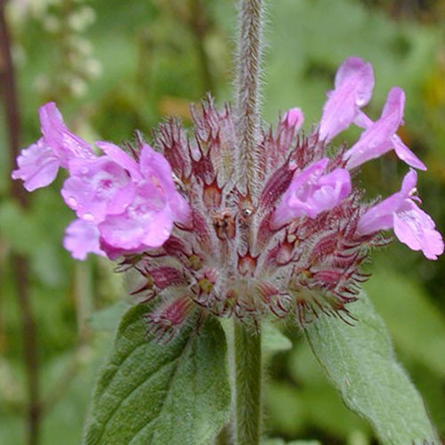 CALAMINTHA CLINOPODIUM seed image