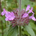 CALAMINTHA CLINOPODIUM seed image