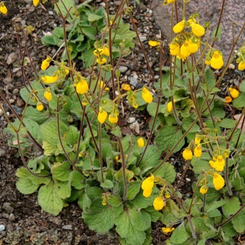 CALCEOLARIA ANDINA seed image