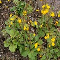 CALCEOLARIA ANDINA seed image